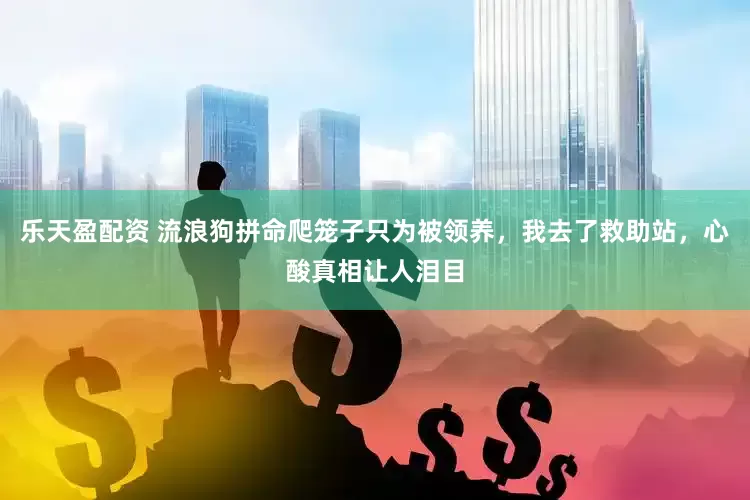 乐天盈配资 流浪狗拼命爬笼子只为被领养，我去了救助站，心酸真相让人泪目